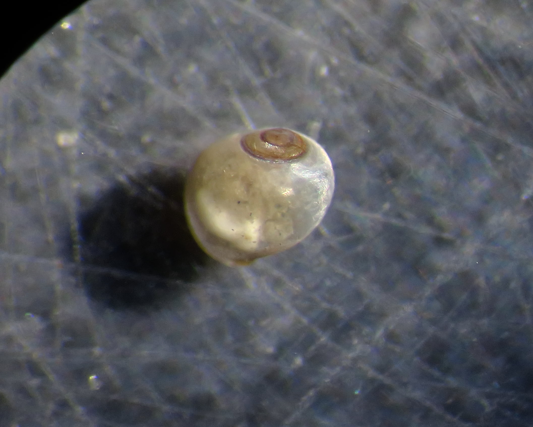 Gasteropode ID